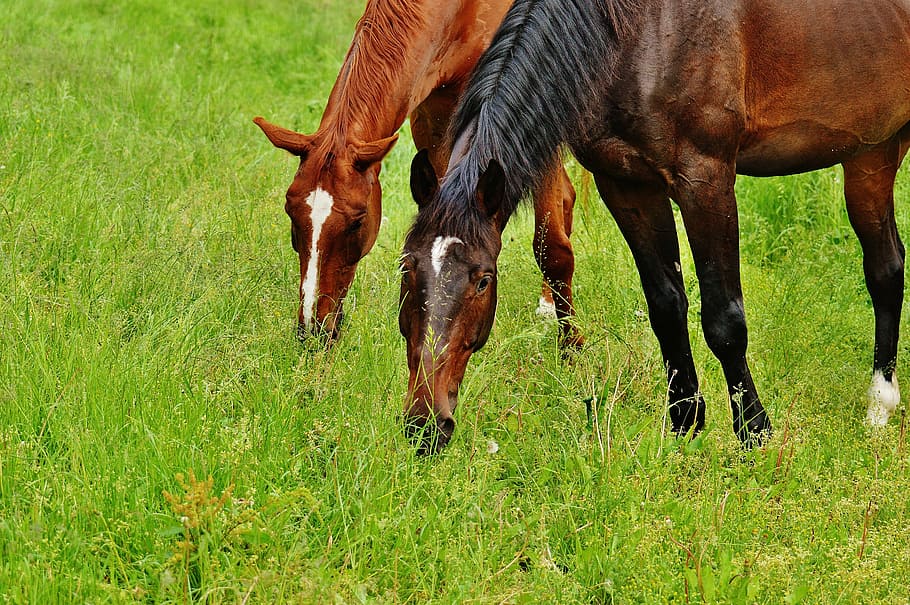 horses, for two, coupling, stallion, eat, paddock, brown, meadow HD wallpaper