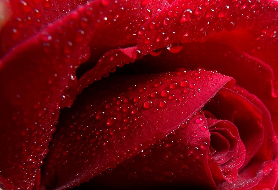 red rose with water drops, dew, petals, flower, flowering plant HD wallpaper