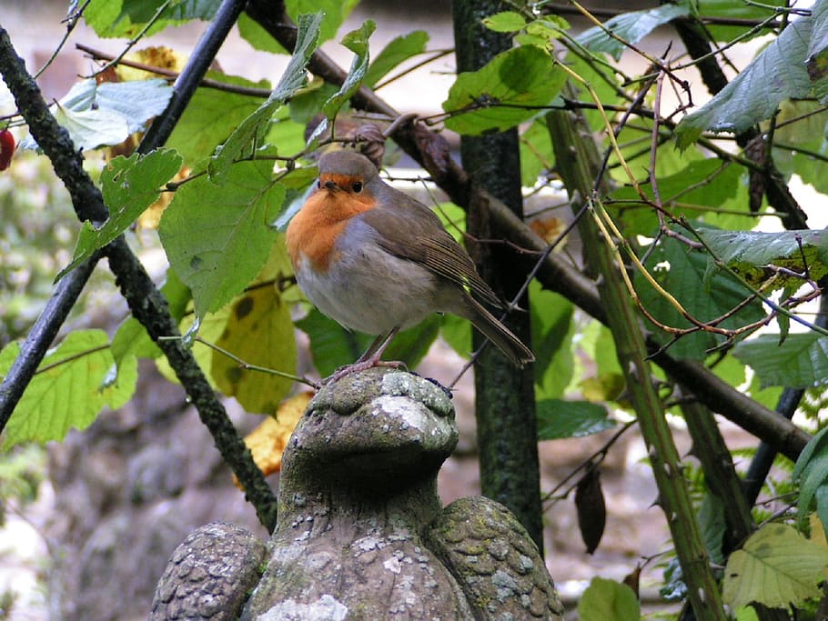 robin, bird, fly, wings, feather, wildlife, beak, dom, outdoor HD wallpaper