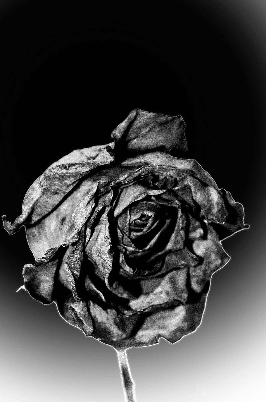 Dying rose HD wallpapers  Pxfuel