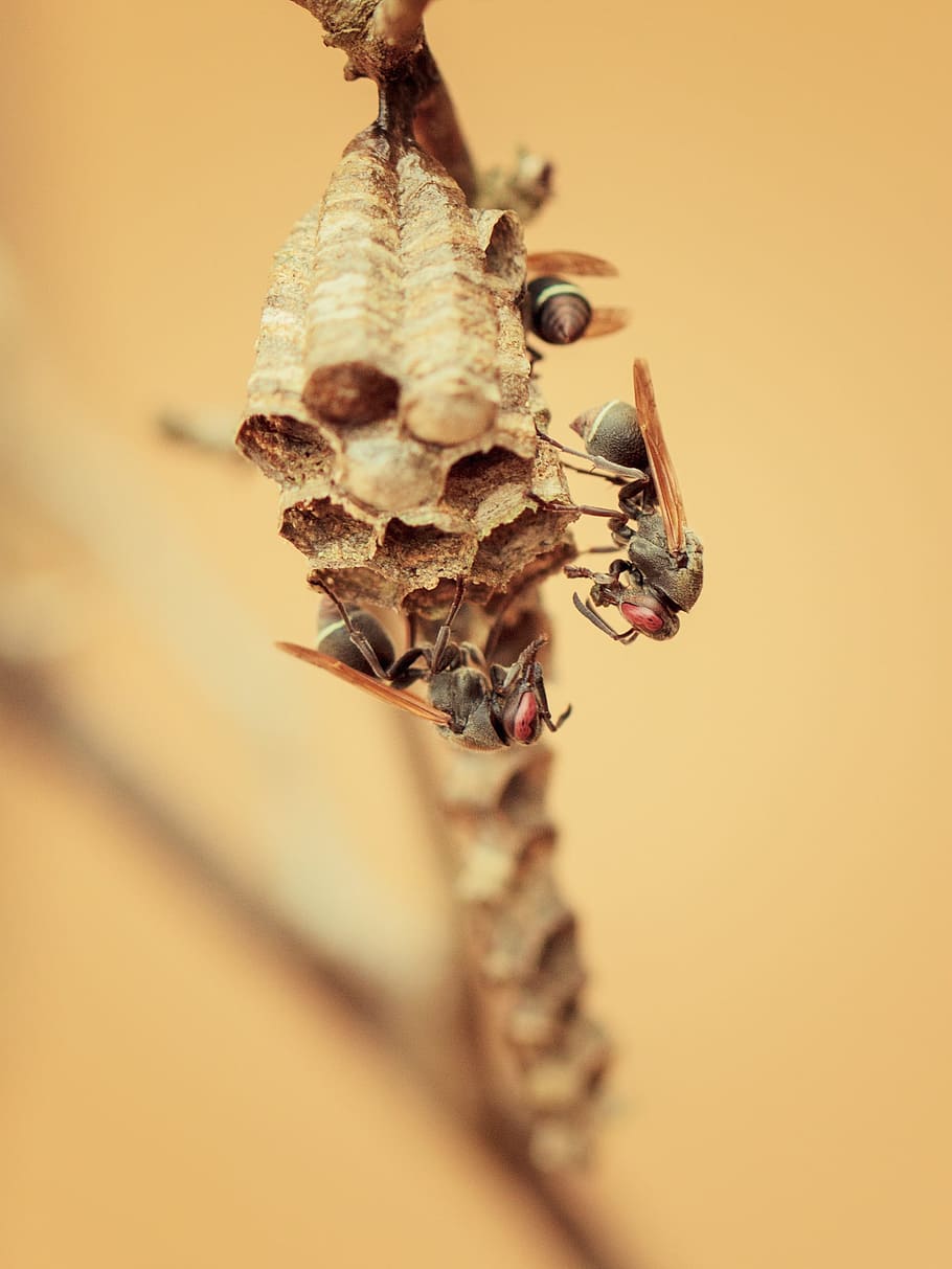 Wasp, Nest, Insects, no people, colored background, food and drink HD wallpaper