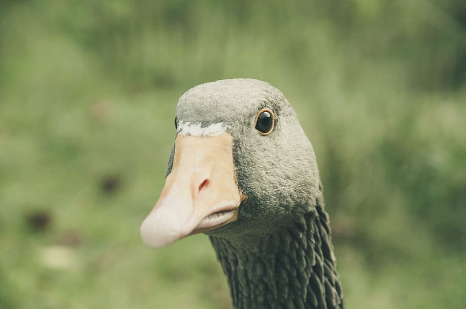 greylag goose, bill, animal, bird, poultry, nature, wildlife photography