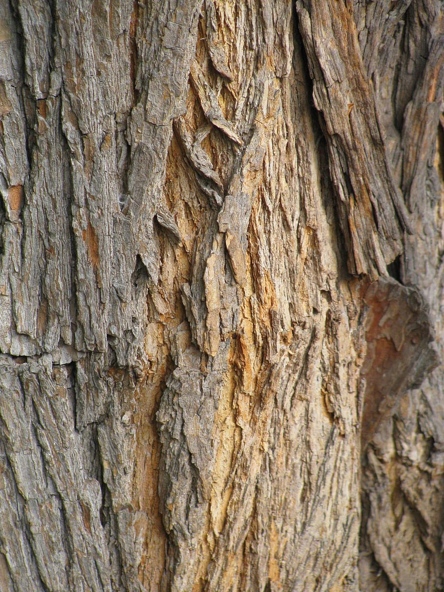 wood, rough, bark, log, desktop, textured, tree trunk, full frame HD wallpaper