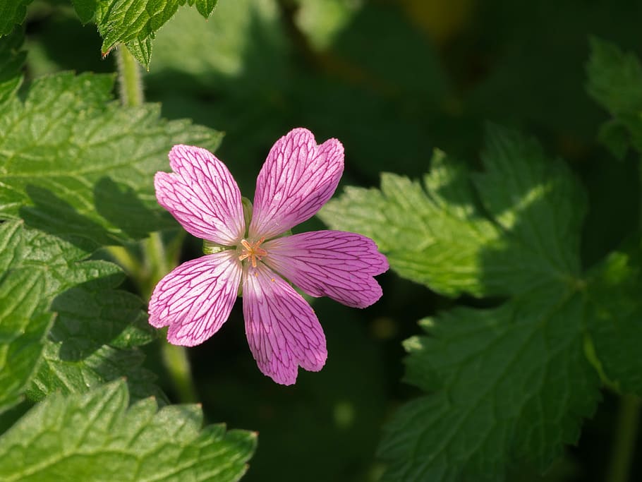 closeup photo of pink malva flower, leaves, light shadow, green HD wallpaper