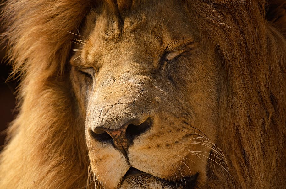 brown lion close-up photo, mane, sleeping portrait, king, nature HD wallpaper
