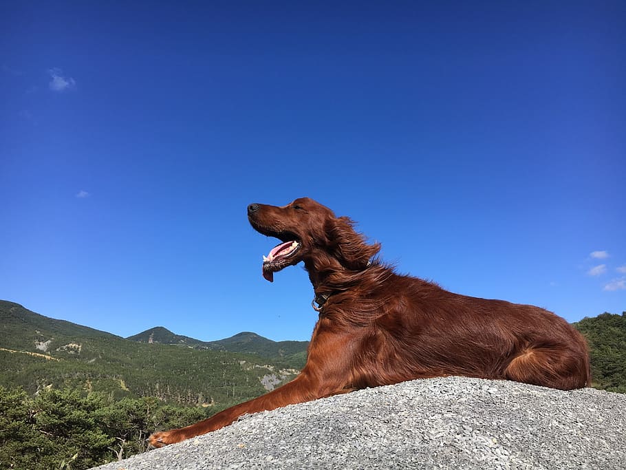dog, mountain, roux, animal themes, mammal, one animal, pets HD wallpaper