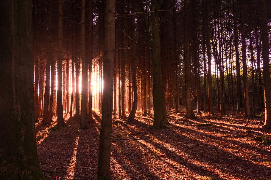 forest, trees, light, sun, sunbeam, nature, autumn, landscape HD wallpaper
