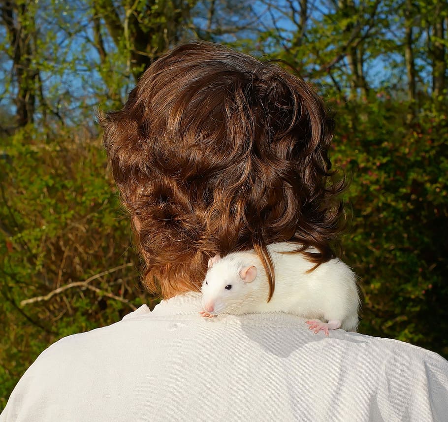 Human, Head, Shoulder, Rat, head from behind, trustful, curious HD wallpaper