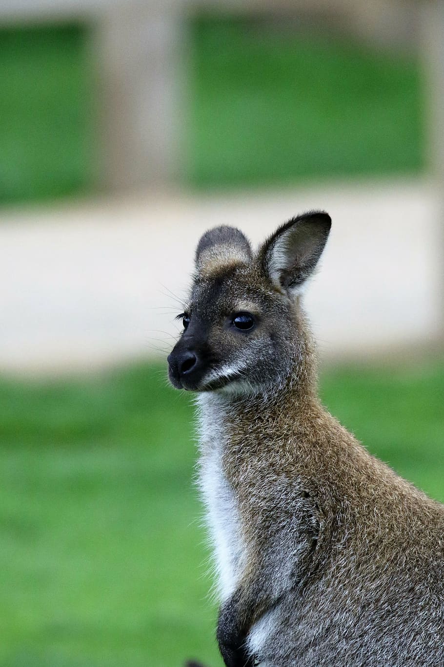 wallaby jumping