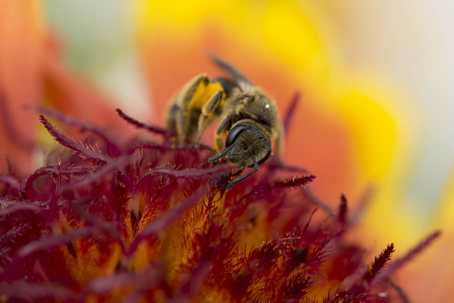 bee, nature, macro, close-up, orange background, one animal HD wallpaper