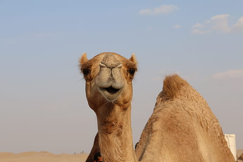 selective focus photography of camel, desert, sand, dubai, dune HD wallpaper