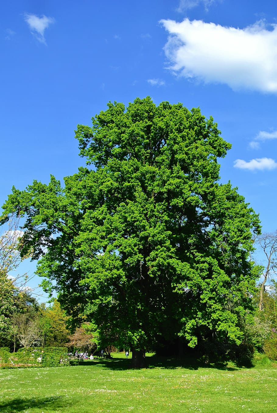 tree, summer, sky, nature, landscape, clouds, spring, pentecost HD wallpaper