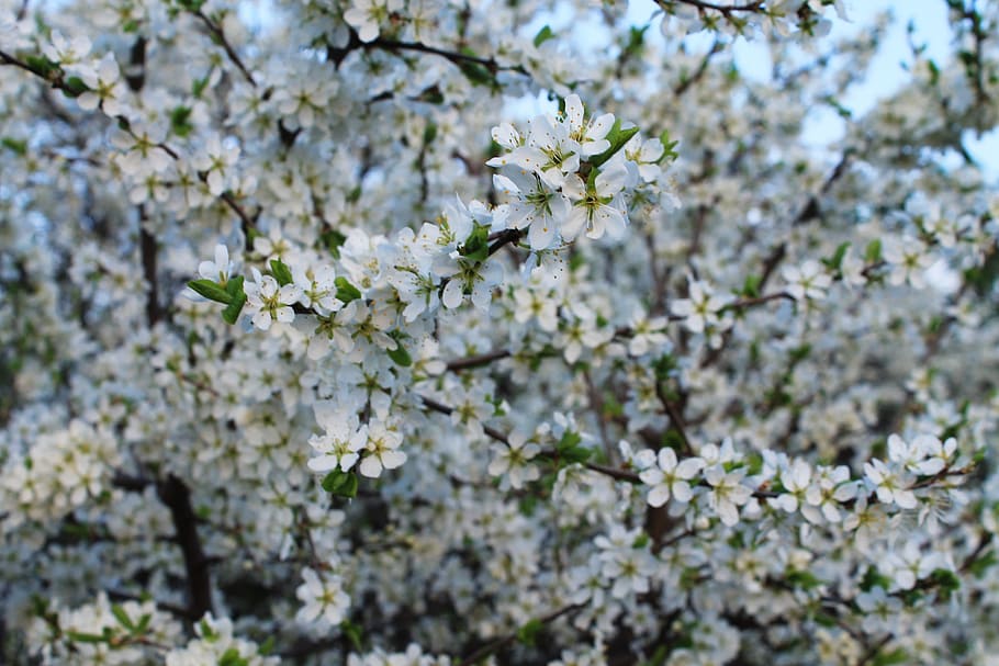 Flowering Trees, Background, Spring, bloom, nature, blossom HD wallpaper