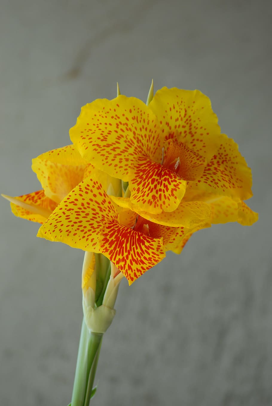 platanillo, yellow, nature, flower, vulnerability, fragility HD wallpaper
