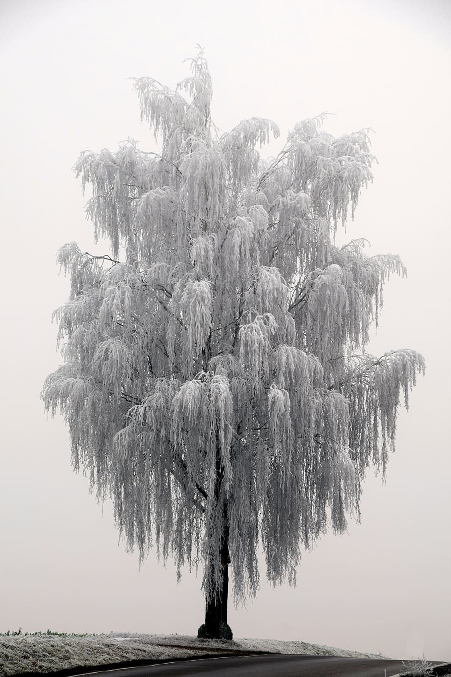 grayscale photo of tree, winter, wintry, nature, cold, mood HD wallpaper