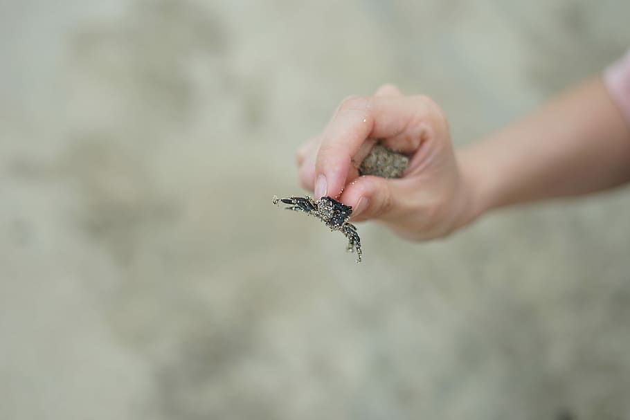 person holding black crab, person holding black and gray spider insect HD wallpaper