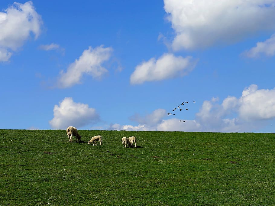 dike, clouds, sheep, north sea, sky, landscape, grass, nature HD wallpaper