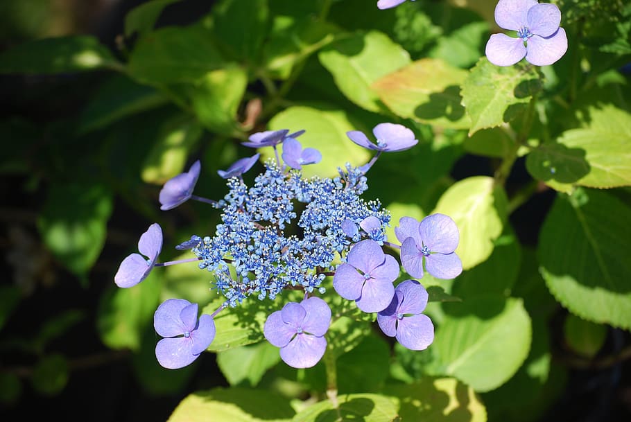 Hydrangea, Garden, Flowers, Blossom, bloom, nature, blue, purple HD wallpaper