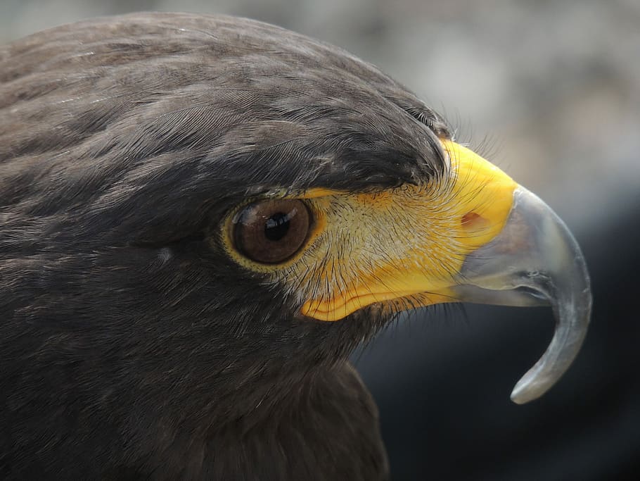 closeup photography of hawk, shallow focus photography of black bird HD wallpaper
