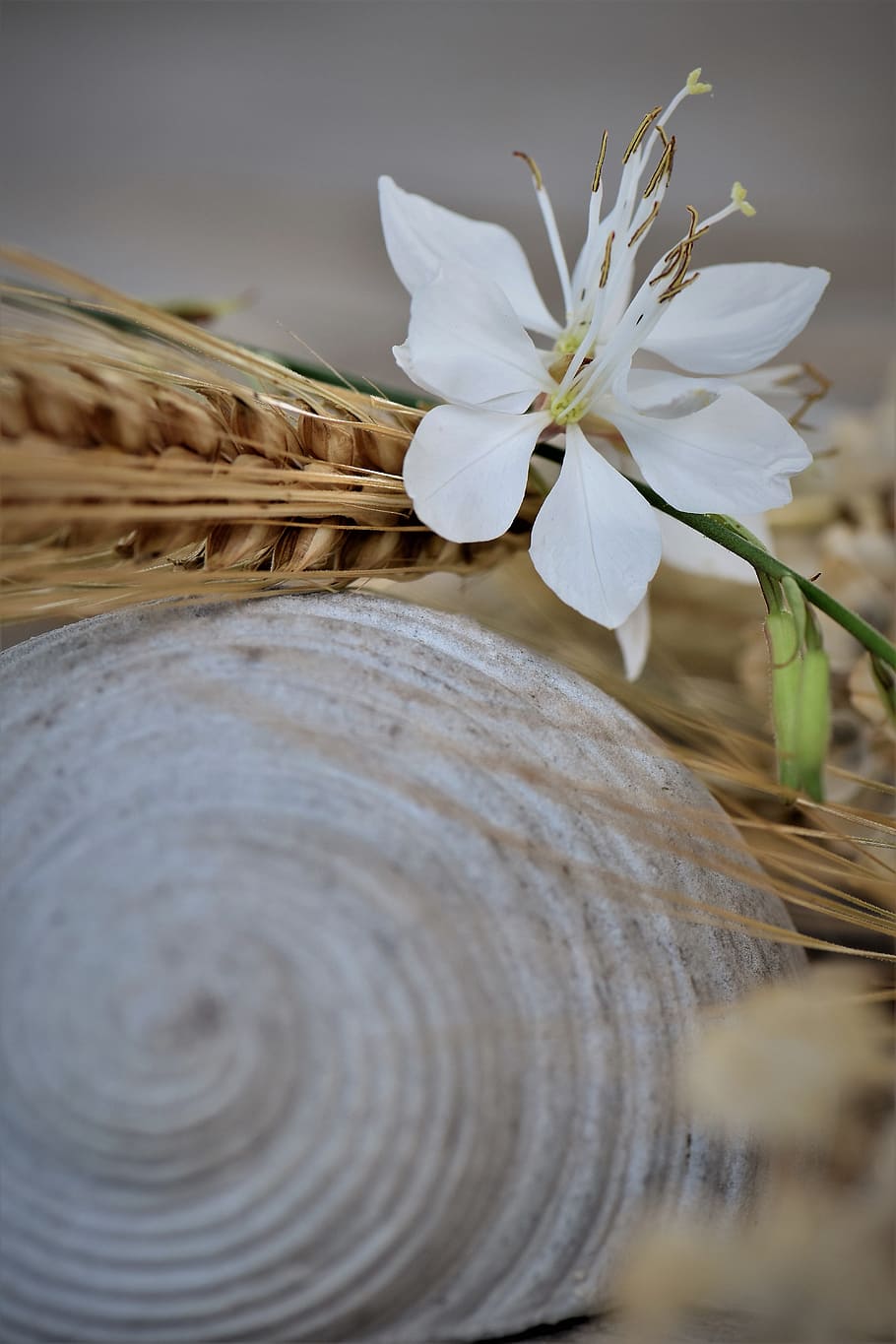 Deco, Table, Decoration, table decorations, decorative, flowers HD wallpaper