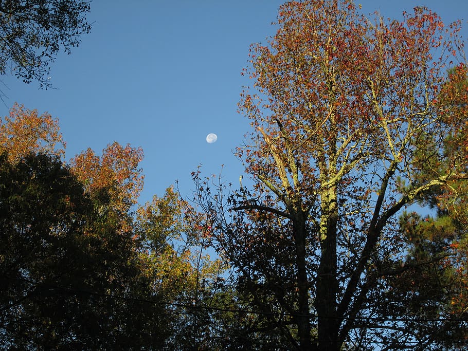 Sky, Trees, Nature, Landscape, Natural, season, outdoor, environment HD wallpaper