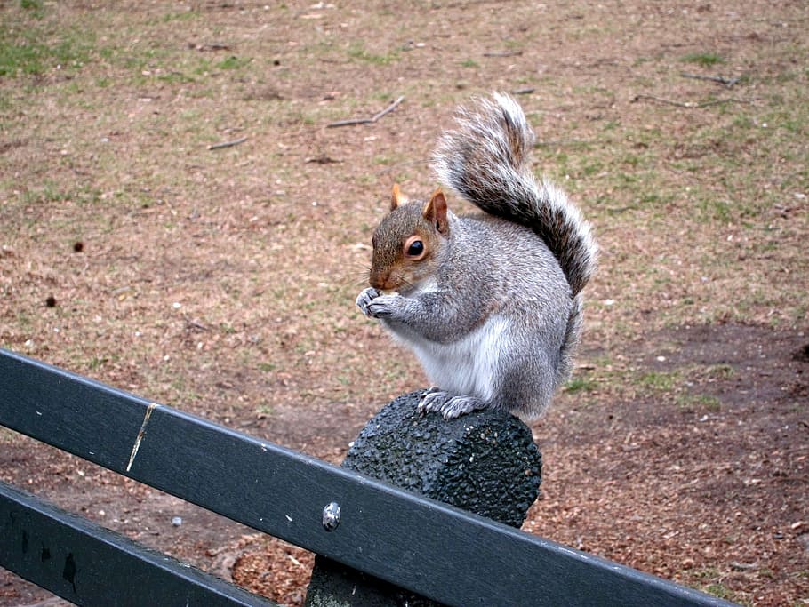Squirrel, Bench, Central Park, Nyc, Cute, sciurus, rodent, fur HD wallpaper