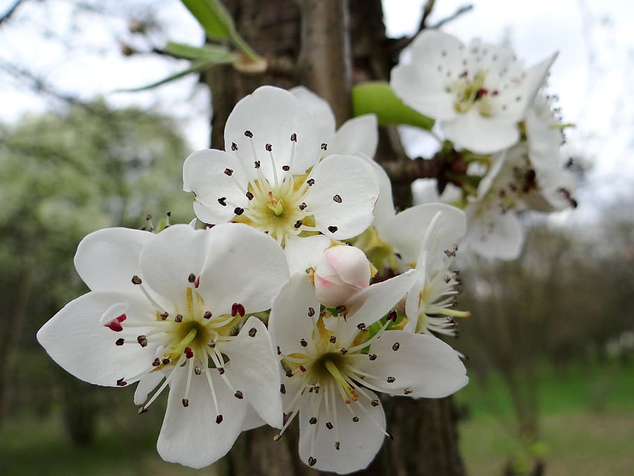 flowering fruit trees, spring, sad, the buds, nature, garden HD wallpaper
