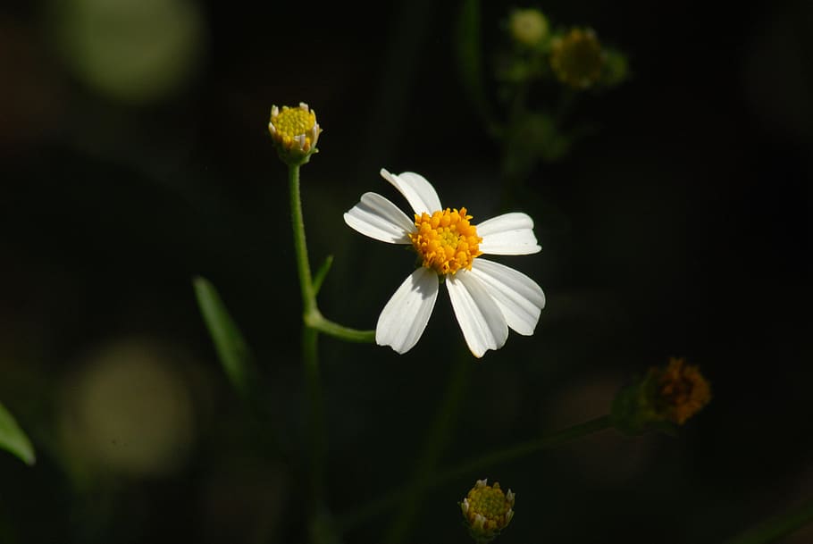 flowers, flora, small flower, flowering plant, fragility, vulnerability HD wallpaper