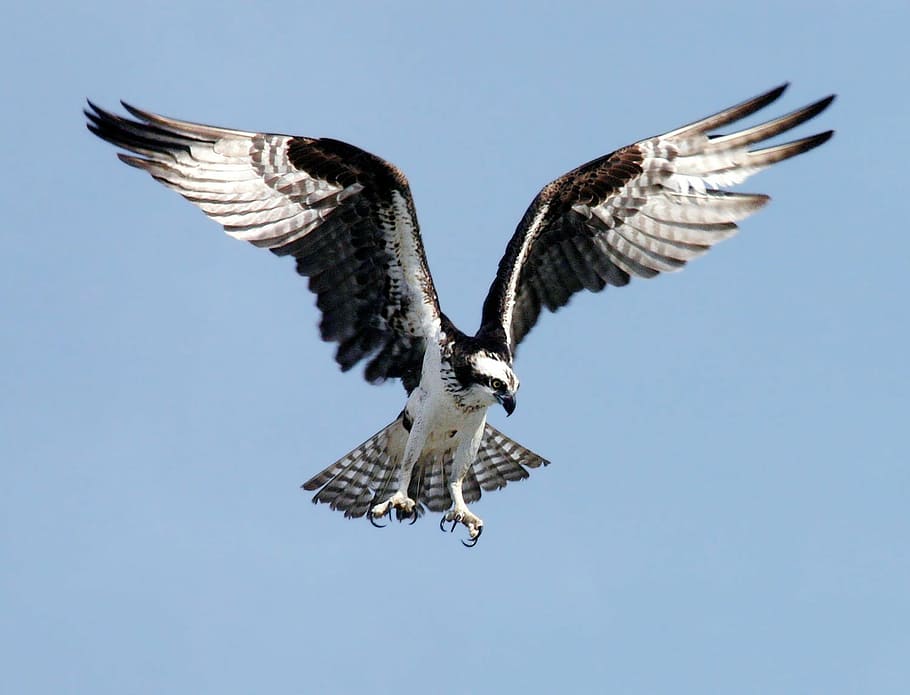 white and gray eagle spread wings, osprey, adler, raptor, bird, HD wallpaper