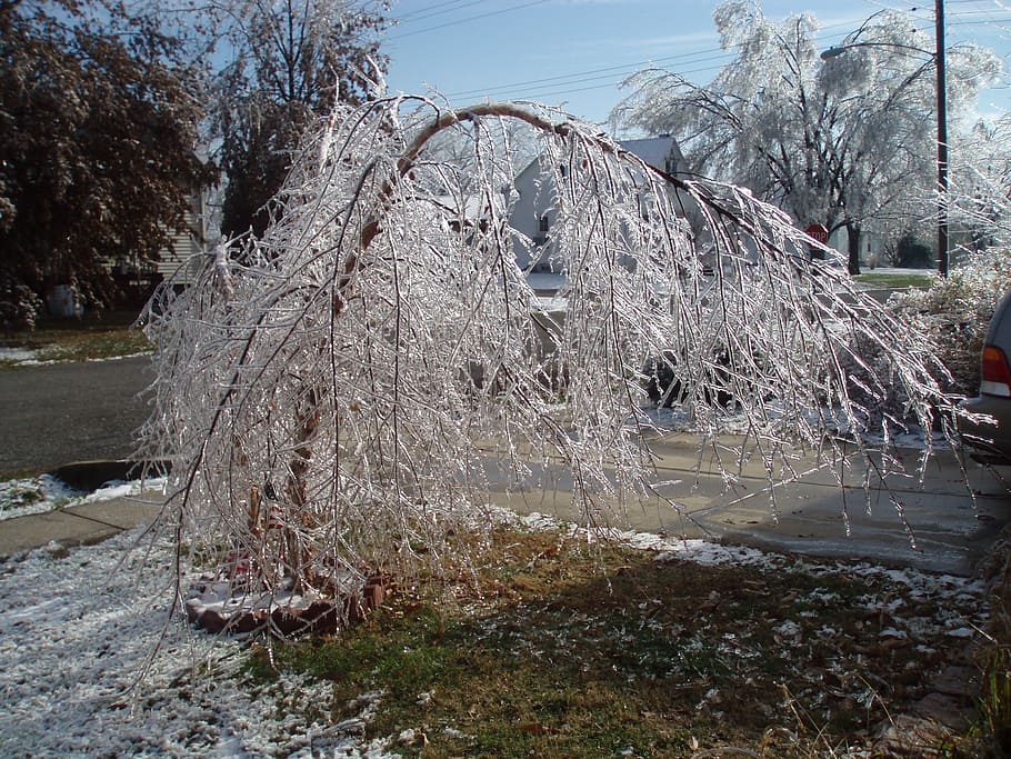 ice, storm, tree, winter, snow, plant, day, no people, nature HD wallpaper