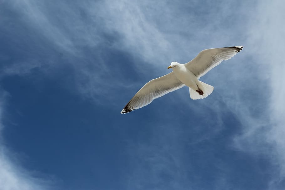 gull, bird, lake, water bird, animal, fly, sea, wildlife photography, HD wallpaper