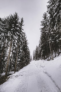 road covered by snow between trees, snow pathway with green trees HD wallpaper