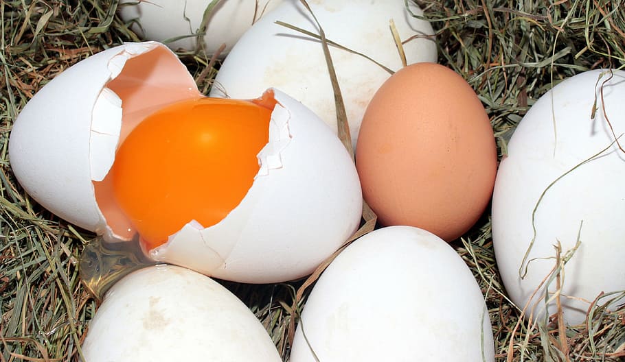 poultry eggs, geese eggs, hen's egg, comparison, gänseei pitched HD wallpaper
