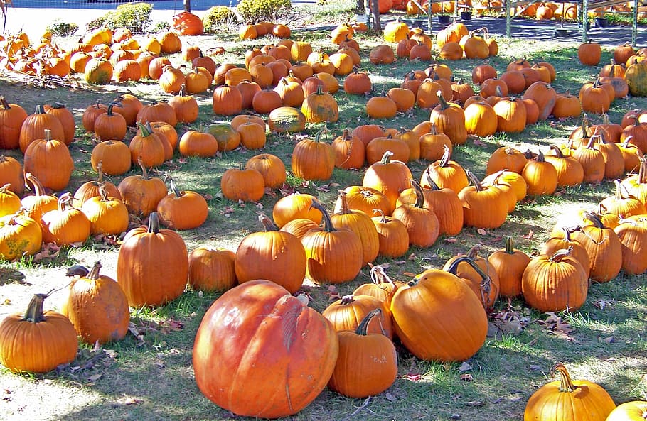 Pumpkins, Vegetable, Orange, Ripe, harvest, food, autumn, fall HD wallpaper