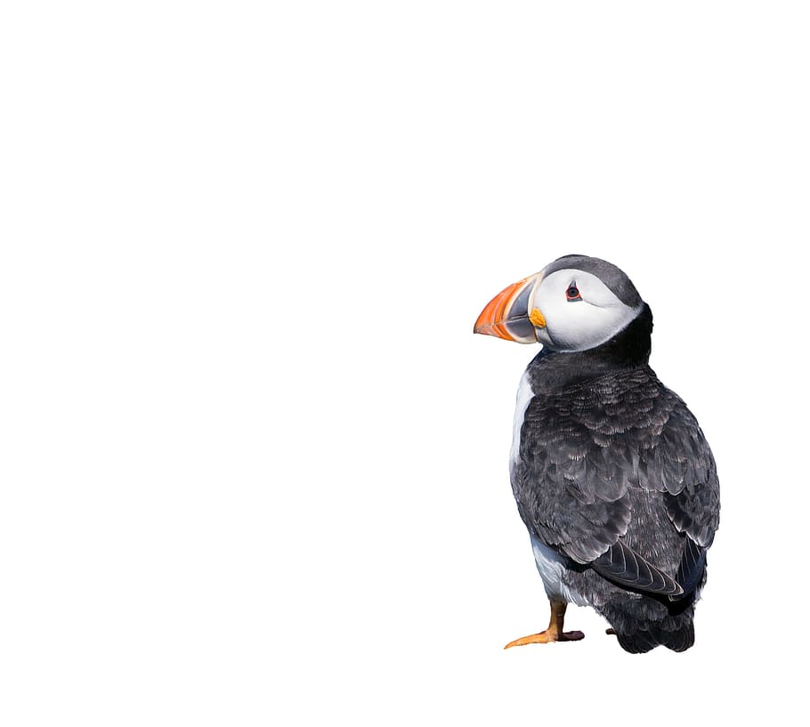 black and white bird, puffin, isolated, background, animal HD wallpaper