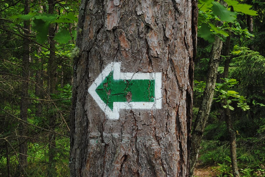 arrow, hiking trail, tree, forest, konary, the path, plant HD wallpaper
