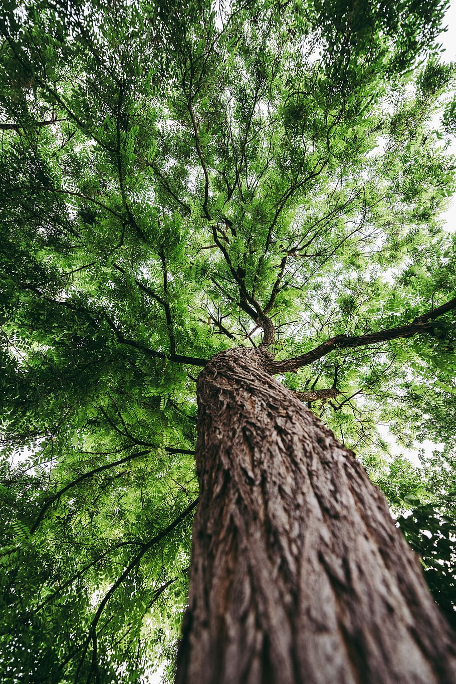 green leafed tree, low angle photography of brown and green tree at daytime HD wallpaper