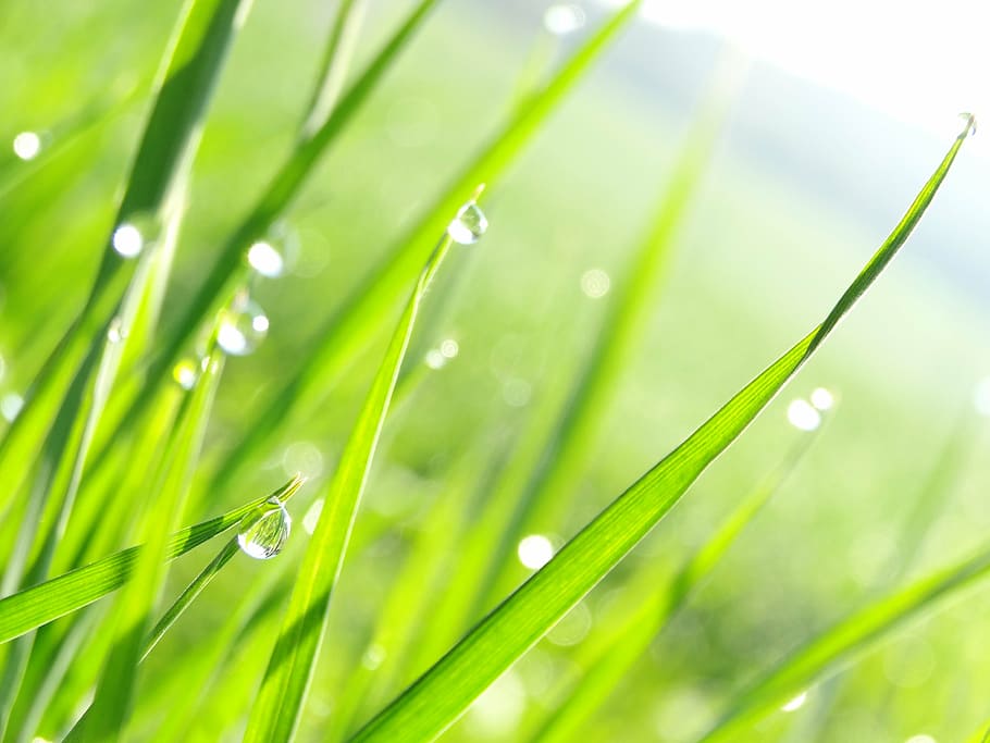 macro shot photography of green grass, drip, nature, plant HD wallpaper