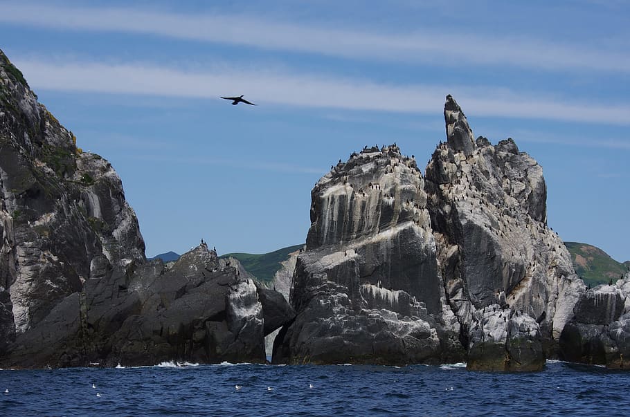 ocean, sea, rocks, bird island, birds, gulls, guillemots, nature, HD wallpaper