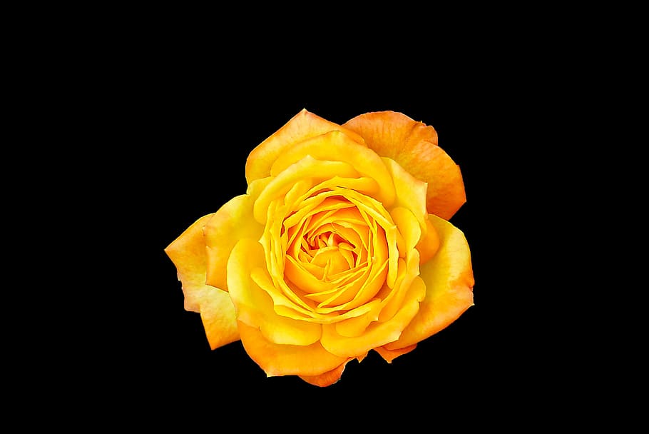 Orange, Free, Blossom, Bloom, rose, flower, close, salmon, black background HD wallpaper