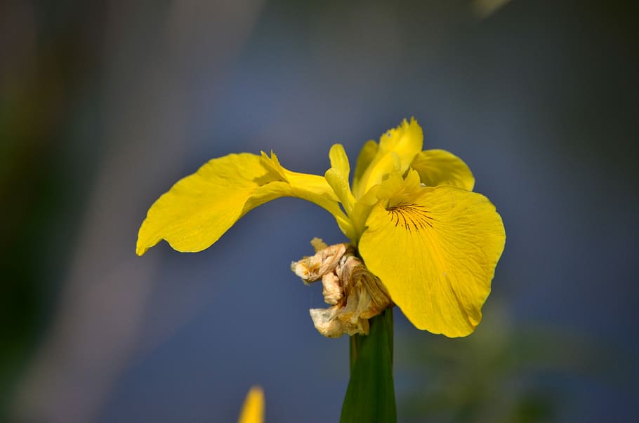 nature, plant, flower, flowering plant, yellow, fragility, vulnerability HD wallpaper
