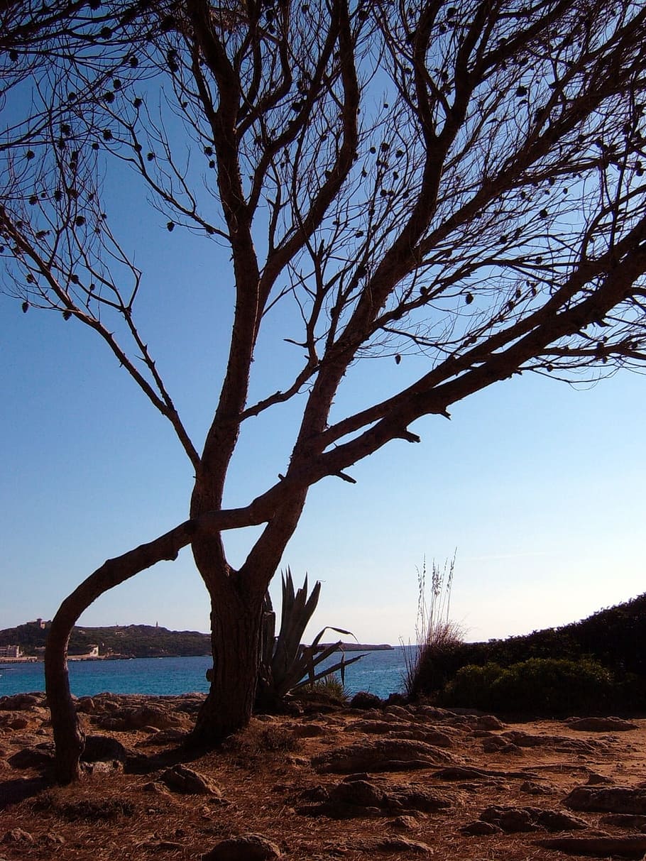 Tree, Water, Sky, Sky, Blue, nature, landscape, scenics, sea HD wallpaper