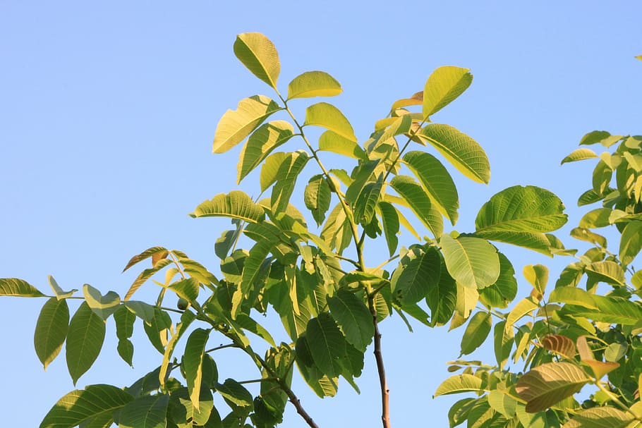 black, eastern, juglans, leaf, leaves, walnut, plants, plant part HD wallpaper