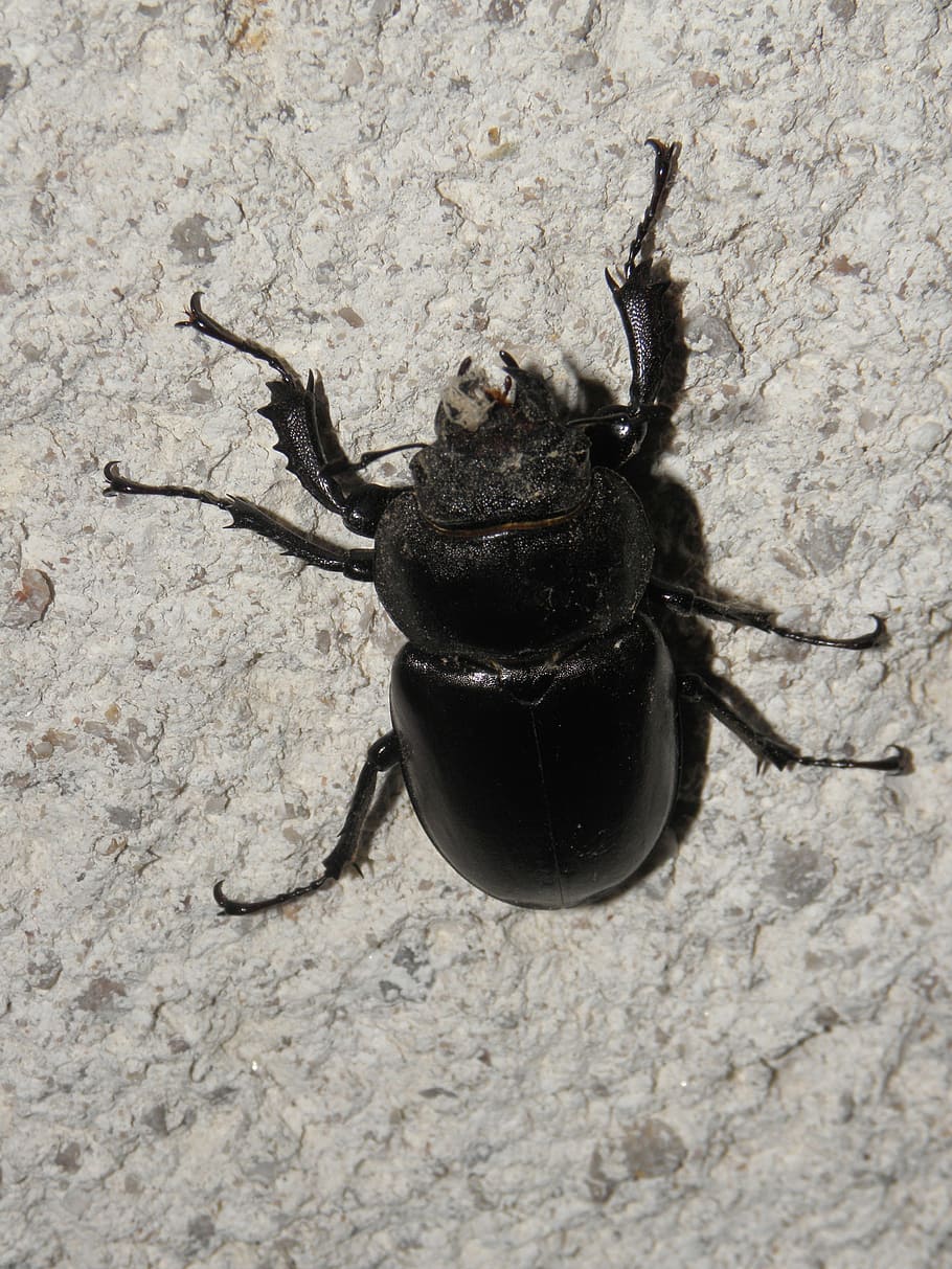 stag beetle, forest, insect, roháč, beetles, dřevokaz, stump HD wallpaper