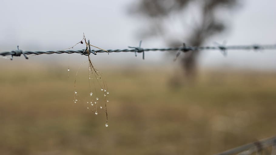 barbed wire, dangerous, scary, sharp, fence, security, barrier HD wallpaper