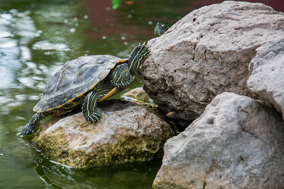 green tortoise placed on rock near body of water, brown, gray HD wallpaper