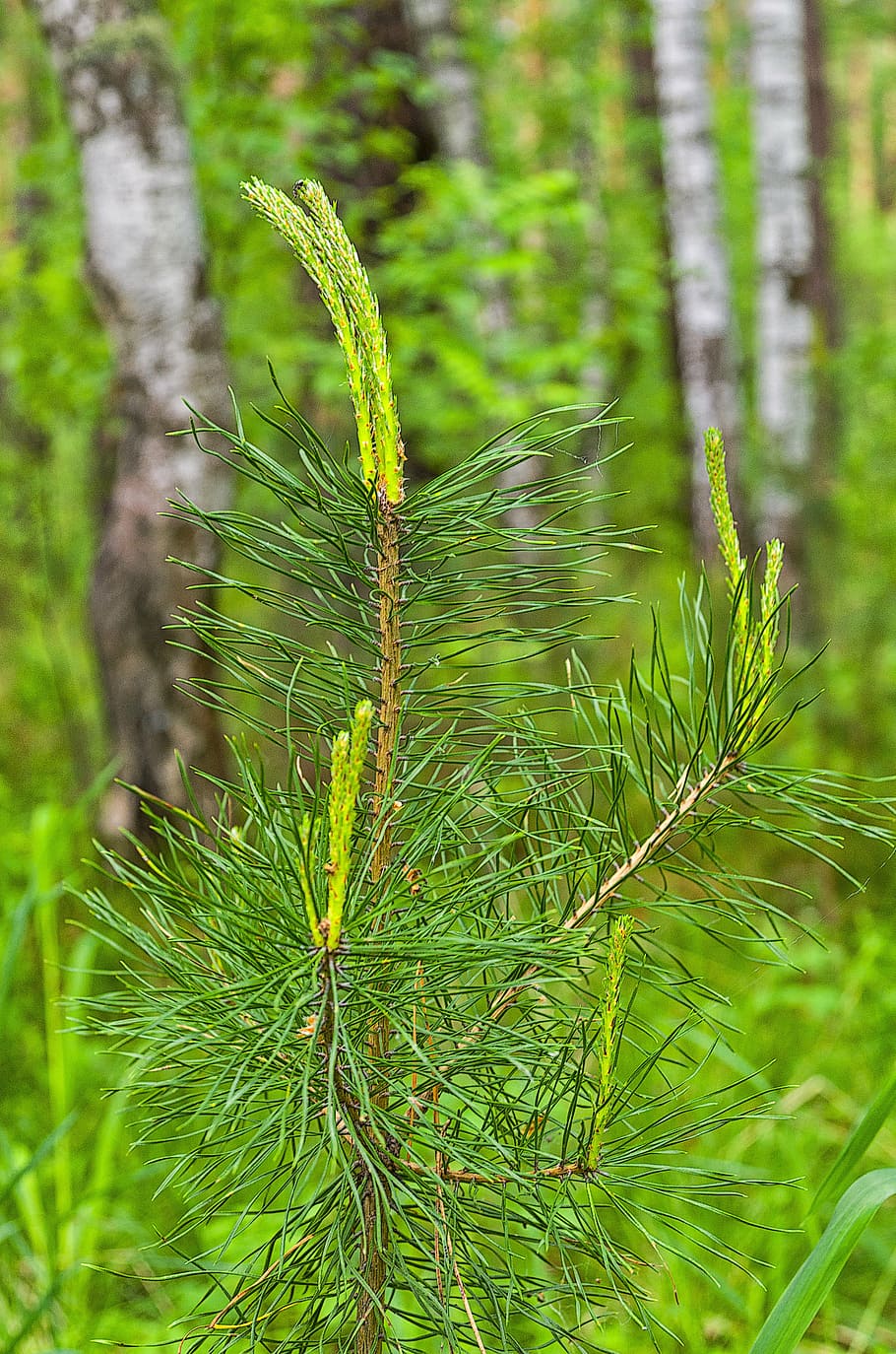 pine, forest, needles, nature, trees, coniferous tree, landscape HD wallpaper