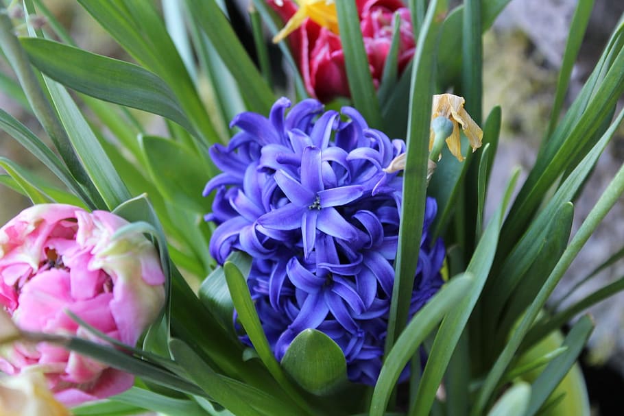 Flower, Nature, Grass, plant, bouquet, purple, flower Head HD wallpaper