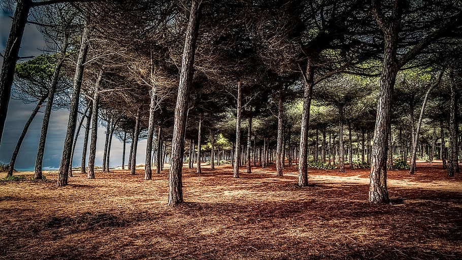 woods, beach, landscape, water, forest, tree, plant, nature HD wallpaper