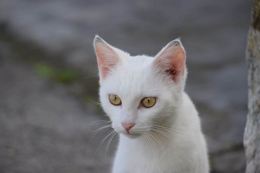 cat, white, eyes, domestic cat, domestic animals, pets, one animal HD wallpaper